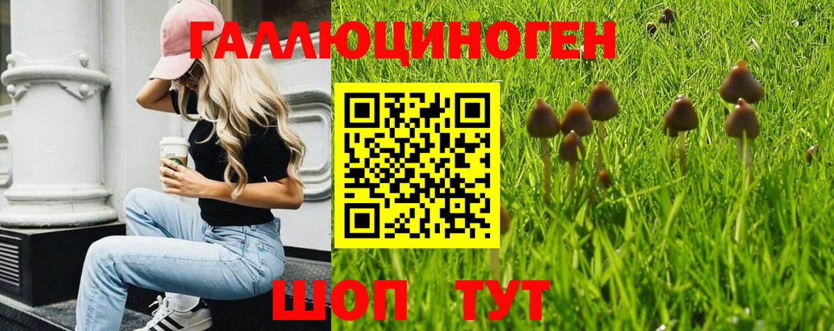 Псилоцибиновые грибы Psilocybine cubensis  Вход с VPN  Ноябрьск 